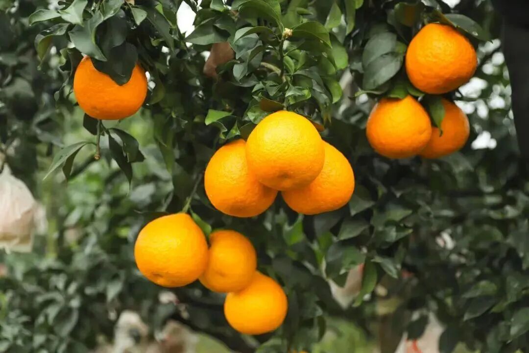 河南初冬的第一口甜，等你来尝！